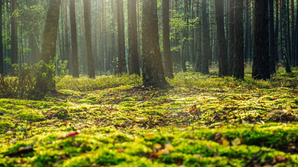 MOSS skaitmeninė agentūra įsišaknyja į skaitmeninės rinkodaros pasaulį